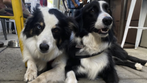 Two black and white dogs with thick, fluffy coats rest comfortably on the concrete floor of a spacious outdoor tap room. One of the dogs gazes around with a cheerful demeanor, while next to it sits a glistening glass filled with orange juice. A bright yellow chair stands nearby, enhancing the warm and welcoming atmosphere of this dog-friendly gathering spot.